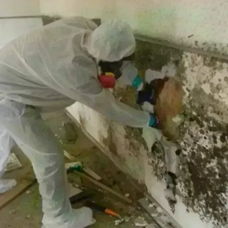 Mold Remediation and Removal in Irvington, KY